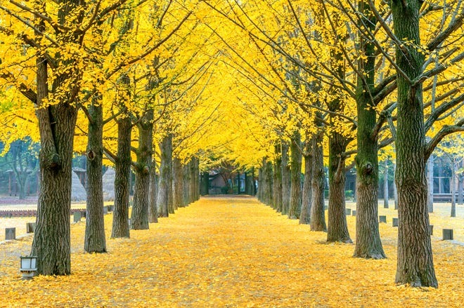 DU LỊCH HÀN QUỐC 5N4Đ – HÀ NỘI – SEOUL – NAMI – SEOUL LAND